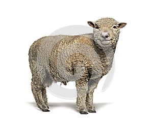 Southdown sheep, Babydoll, smiling sheep, isolated