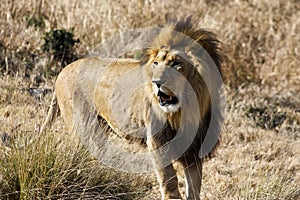SOUTHEAST AFRICAN LION (TRANSVAAL LION)