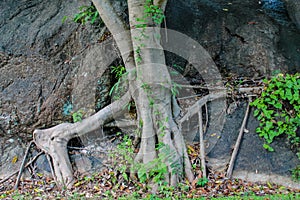 Southeast Asia dense vegetation jungle green forest