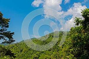 Southeast Asia dense vegetation jungle green forest