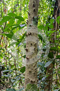 Southeast Asia dense vegetation jungle green forest