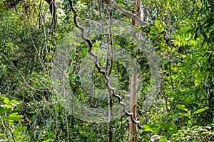 Southeast Asia dense vegetation jungle green forest photo