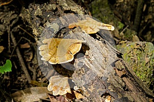 Southeast Asia dense vegetation and tree mushroom