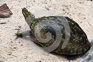 Southeast Asian box turtle emerging from pond, wet and covered with small green leaves