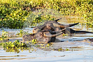 Southeast Asian Buffalo in the water. Seen in Pegu, Myanmar