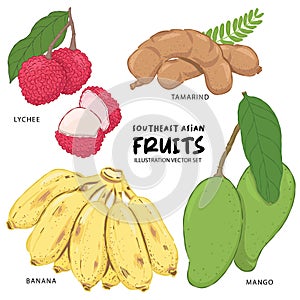 Southeast asian fruit illustration vector set