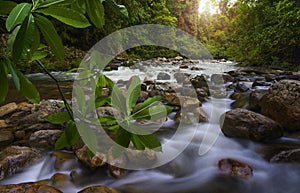 Southeast Asian Jungle with river