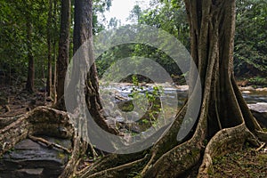 Southeast Asian Jungle with river