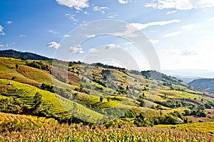 Southeast Asian rice field terraces.