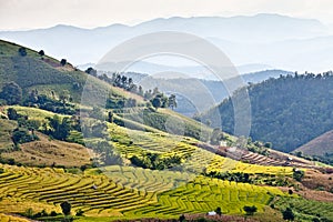 Southeast Asian rice field terraces.