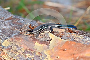 Southeastern Five-lined Skink Florida Wildlife