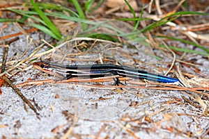 Southeastern Five-lined Skink Plestiodon inexpectatus