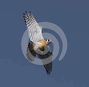 Southeastern kestrel fluttering above a field