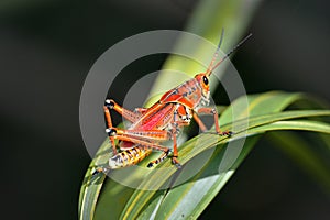 Southeastern lubber grasshopper