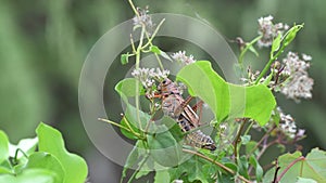 Southeastern Lubber Grasshopper feeding on Climbing Hempvine