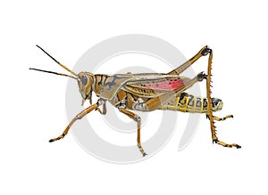 Southeastern Lubber Grasshopper watercolor