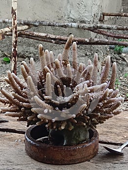 southeastern mauku coral reefs