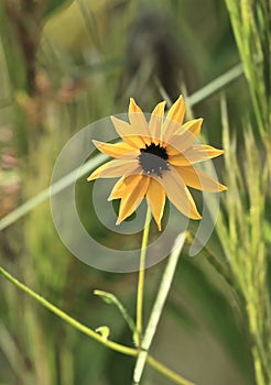 Southeastern Sunflower Corkscrew Swamp Sanctuary Naples Florida