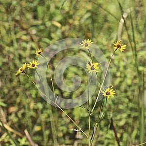 Southeastern Sunflowers Corkscrew Swamp Sanctuary Naples Florida