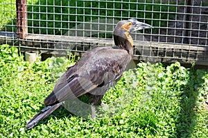 Southem Ground Hornbill