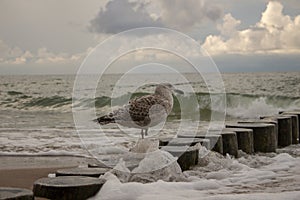 Souther Baltic sea coast, Northern Poland, Pomerania, sandy beach, late winter time, seagull