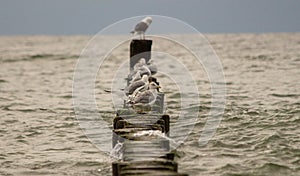 Souther Baltic sea coast, Northern Poland, Pomerania, sandy beach, late winter time, seagull