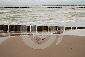 Souther Baltic sea coast, Northern Poland, Pomerania, sandy beach, late winter time, seagull, sea-mew