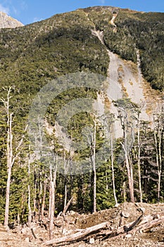 Souther beech forest in Southern Alps in New Zealand