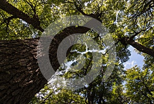 Souther Beech trees growing in forest in Patagonia, Argentina