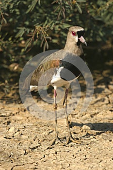Souther lapwing bird photo