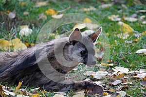 Southern Aardwolf in the sun