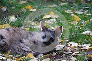 Southern Aardwolf in the sun