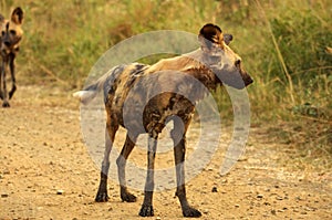 Southern african animals