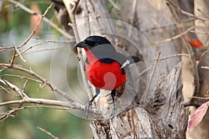 Southern African bird - Crimson-breasted shrike