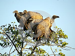 Southern african birds