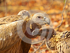 Southern african birds