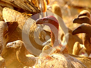 Southern african birds