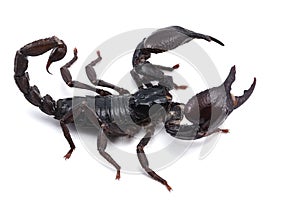 African venom Scorpion isolated on white background photo
