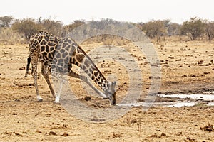 Southern African Giraffe Drinking at Waterhole