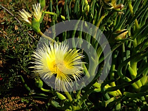 Southern african landscapes