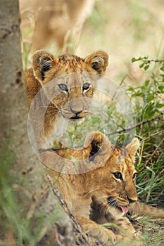 The Southern African lion Panthera leo melanochaita. Portrait of the lions cub
