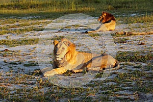 The Southern African lion Panthera leo melanochaita , two large males in the morning sun resting on the sand. Lion`s male