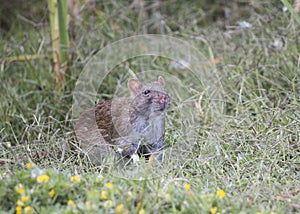 Southern African vlei rat