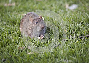 Southern African vlei rat Otomys irroratus sitting on the green gras
