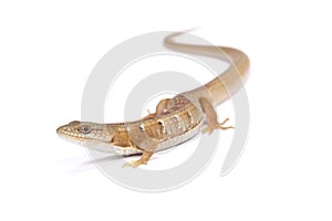 Southern alligator lizard (Algeria multicarinata)