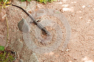 Southern alligator lizzard resting on the sand
