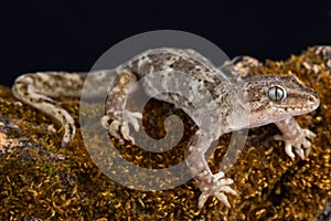 Southern Alps gecko Woodworthia sp.