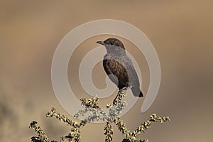 Southern Anteater-chat