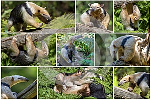 Southern Anteater tamandua tetradactyla -collage set