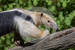 Southern Anteater tamandua tetradactyla on the tree.Close up.